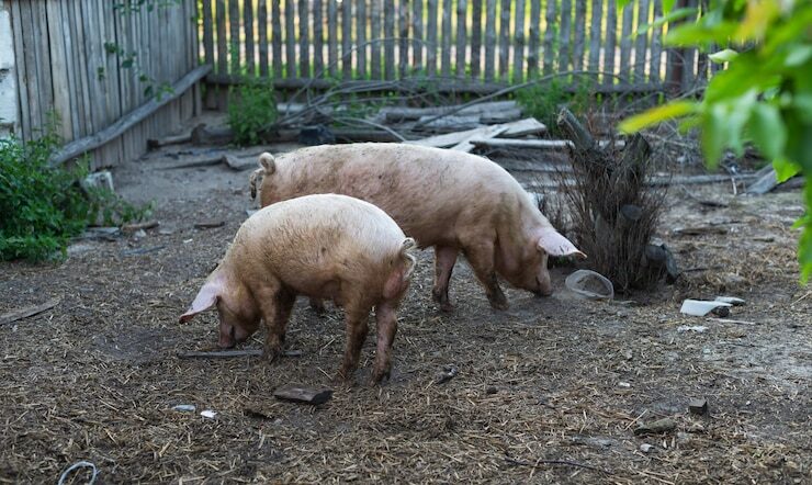 Preocupação seria decorrente do uso excessivo de agrotóxicos. Porcos podem transmitir a humanos bactérias resistentes a antibióticos