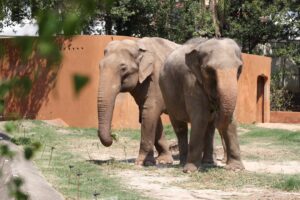 Transferência de elefante de zoológico para santuário causa polêmica em Sorocaba
