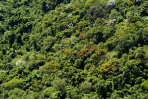 Acordo entre MP-GO e fazendeiro de Goiatuba prevê reflorestamento e doação de R$ 500 mil