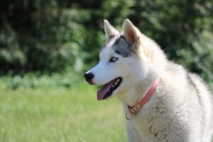 Justiça impede expulsão de cadela husky de condomínio de Goiânia