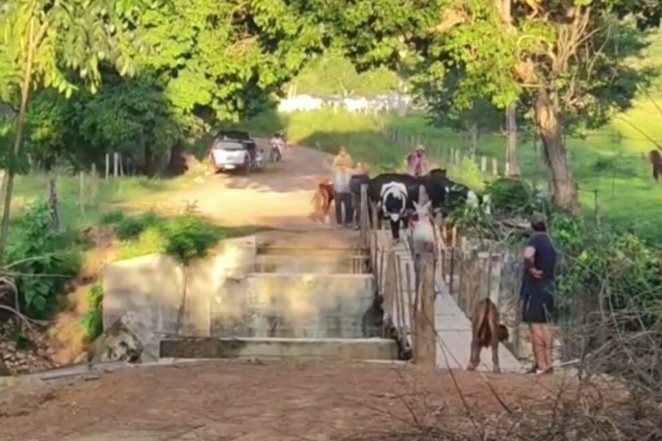 Bois caem na água ao atravessar ponte improvisada em Niquelândia (GO)