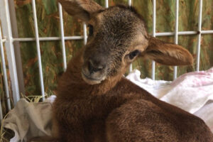 A Prefeitura de Goiânia anunciou o nascimento de mais um filhote de carneiro selvagem no Parque Zoológico da capital.