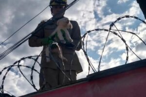 cão capa Bombeiros resgatam cachorro preso entre muros em Ipameri