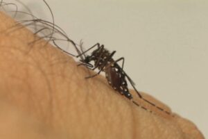 Mosquito Aedes aegypti, transmissor da dengue (Foto: Fiocruz)