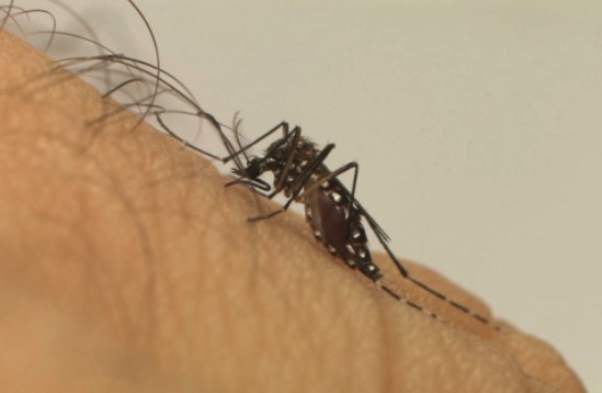 Mosquito Aedes aegypti, transmissor da dengue (Foto: Fiocruz)