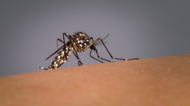 Casos de dengue em Anápolis