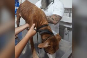 Homem que mantinha cão em situação de maus-tratos é preso em Bela Vista (GO)